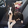 dog, puppy, black_and_white, border_collie, pet, animal, face, eyes, ears, nose, fur, sitting, car, passenger_seat, vehicle, blanket, leash, pink, indoor, portrait