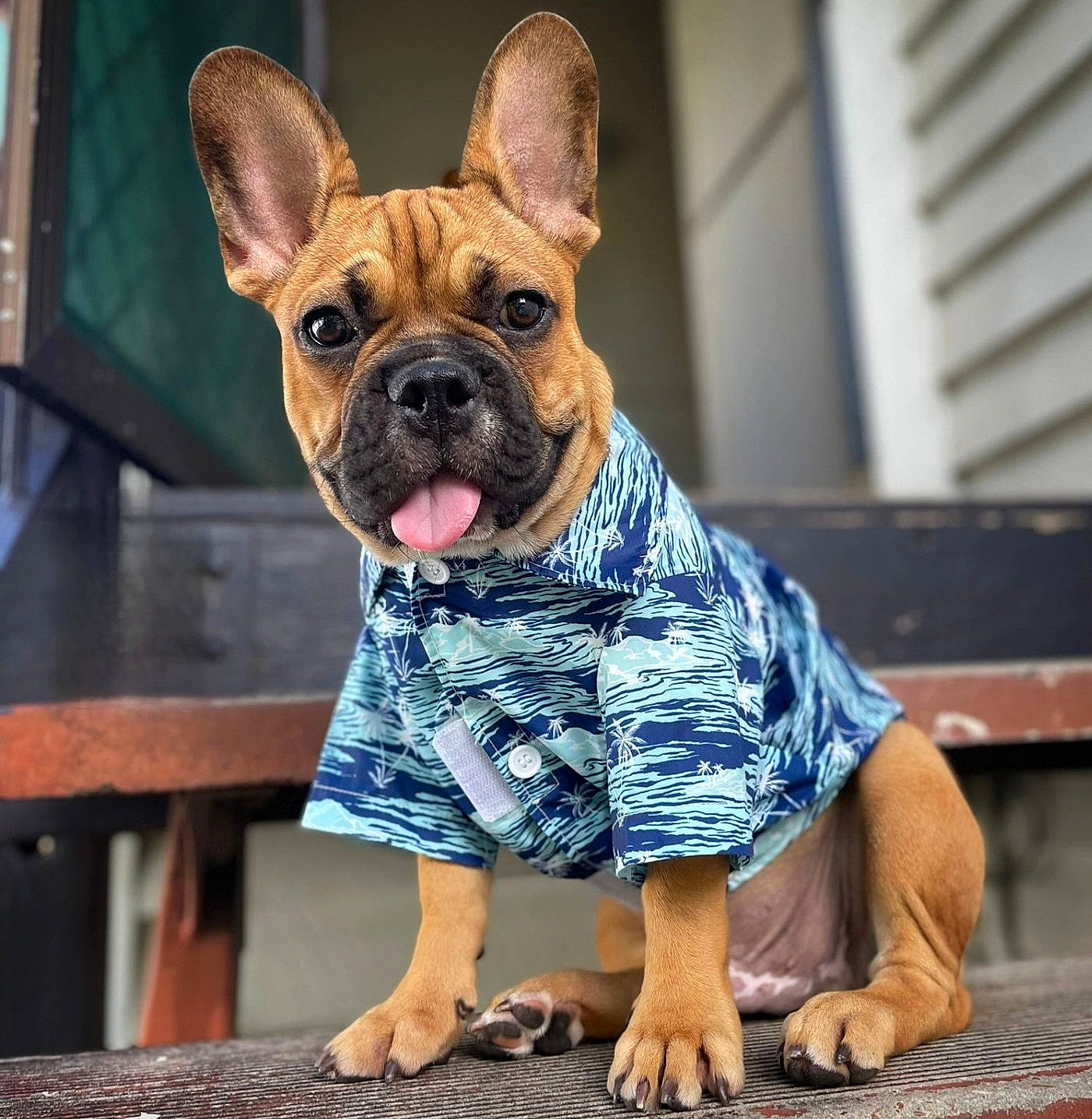 Pancho is registered to the contest to win money with this photo: bulldog, canidae, carnivore, collar, companion_dog, dog, dog_breed, dog_clothes, dog_collar, dog_supply, ear, fawn, french_bulldog, pattern, pet_supply, sporting_group, toy_dog, whiskers, working_animal, wrinkle