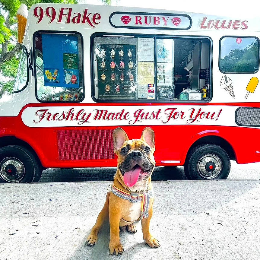 Pancho is registered to the contest to win money with this photo: bulldog, carnivore, collar, commercial_vehicle, companion_dog, dog, dog_breed, fawn, mode_of_transport, motor_vehicle, photograph, road_surface, snapshot, snout, tire, truck, vehicle, wheel, window, working_animal