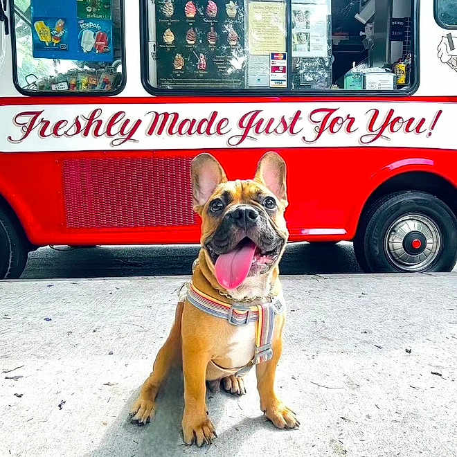 Pancho is registered to the contest to win money with this photo: bulldog, bus, carnivore, collar, companion_dog, dog, dog_breed, dog_collar, fawn, mode_of_transport, motor_vehicle, photograph, snapshot, snout, tire, tour_bus_service, vehicle, wheel, window, wrinkle