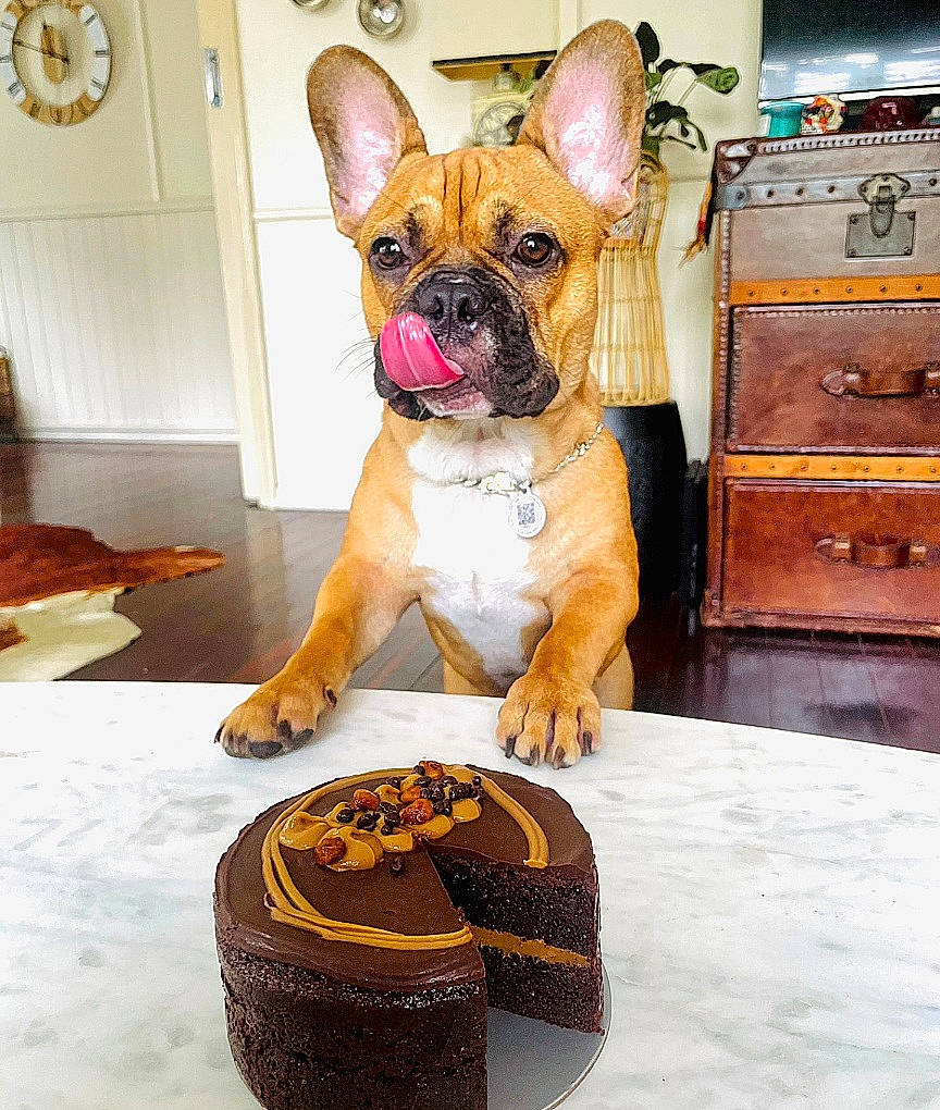 Pancho is registered to the contest to win money with this photo: bulldog, cabinetry, carnivore, clock, companion_dog, dog, dog_breed, dog_collar, dog_supply, door, drawer, fawn, flooring, fur, molosser, snout, sporting_group, toy_dog, working_animal, wrinkle