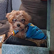 Halo joined the competition — help win amazing prizes! dog, glasses, blue_shirt, box, decorative_box, fluffy, small_dog, indoor, living_room, couch, pillow, window, curtain, brown_fur, pet, cute, cozy, seated, looking_at_camera, accessory