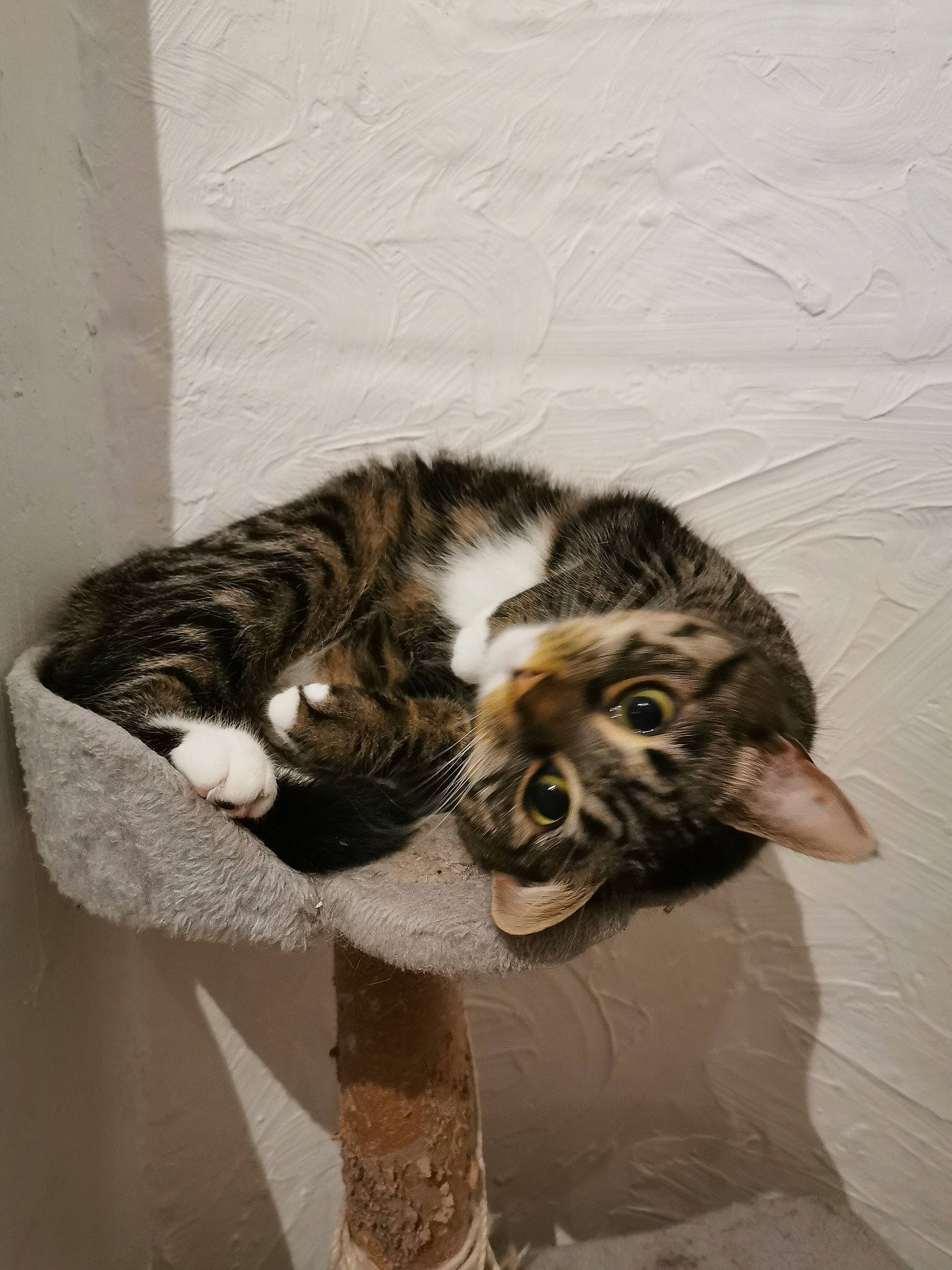 Lucy participe au concours pour gagner de l'argent avec cette photo : carnivore, cat, domestic_short_haired_cat, dragon_li, european_shorthair, felidae, fur, kitten, norwegian_forest_cat, small_to_medium_sized_cats, tabby_cat, whiskers