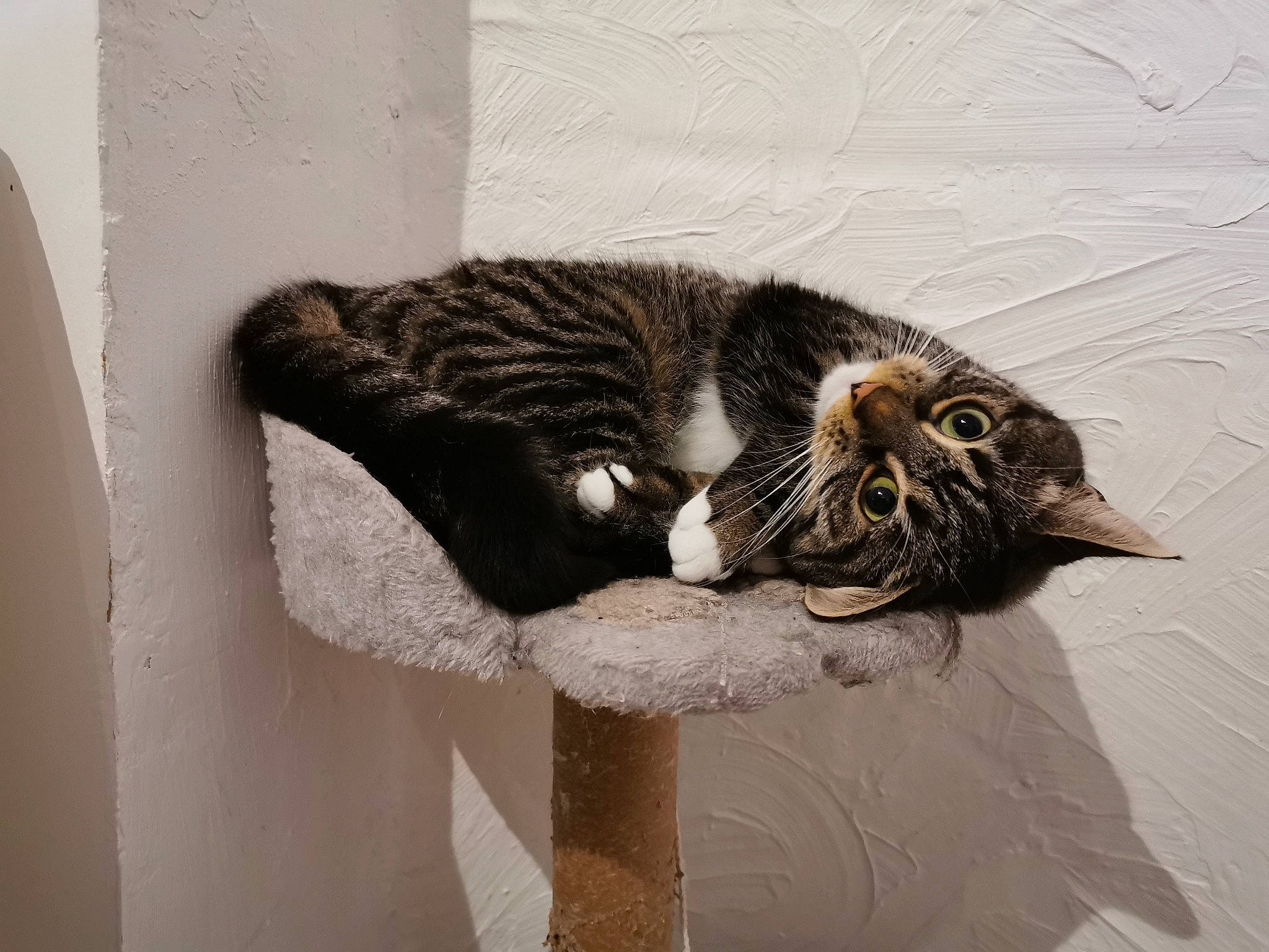 Lucy a rejoint le concours — aidez-le/la à gagner de superbes lots ! asian, carnivore, cat, domestic_short_haired_cat, dragon_li, european_shorthair, felidae, fur, small_to_medium_sized_cats, tabby_cat, tail, whiskers