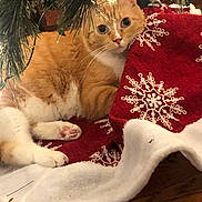 Sherbert is registered to the contest to win money with this photo: cat, orange_cat, white_cat, christmas_tree, tree_skirt, red, snowflake_pattern, holiday, festive, pet, animal, indoor, wood_floor, curious, cute, cozy, paw, whiskers, fur, relaxed