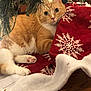 cat, orange_cat, white_cat, christmas_tree, tree_skirt, red, snowflake_pattern, holiday, festive, pet, animal, indoor, wood_floor, curious, cute, cozy, paw, whiskers, fur, relaxed