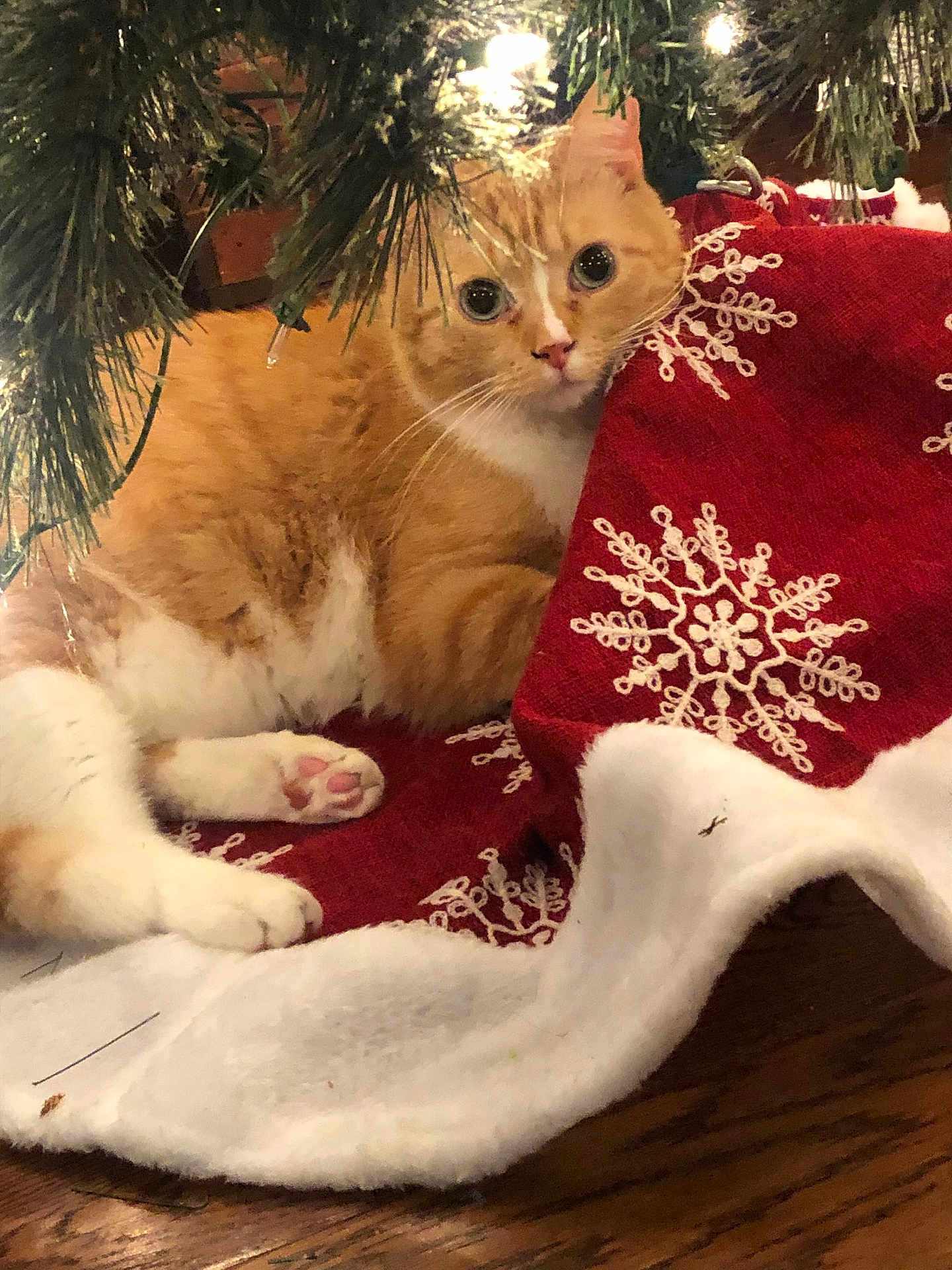 Sherbert is registered to the contest to win money with this photo: cat, orange_cat, white_cat, christmas_tree, tree_skirt, red, snowflake_pattern, holiday, festive, pet, animal, indoor, wood_floor, curious, cute, cozy, paw, whiskers, fur, relaxed