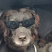 Emmy participe au concours pour gagner de l'argent avec cette photo : dog, sunglasses, black_fur, pet, animal, car_interior, close_up, cool, portrait, canine, fur, cute, relaxed, accessory, fashion, indoors, black_clothing, paw, snout, whiskers