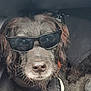 dog, sunglasses, black_fur, pet, animal, car_interior, close_up, cool, portrait, canine, fur, cute, relaxed, accessory, fashion, indoors, black_clothing, paw, snout, whiskers