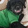 Emmy participe au concours pour gagner de l'argent avec cette photo : dog, black_dog, pet, green_shirt, tongue_out, couch, indoor, relaxed, fur, animal, canine, resting, cozy, close_up, cute, companion, friendly, portrait, home, comfortable