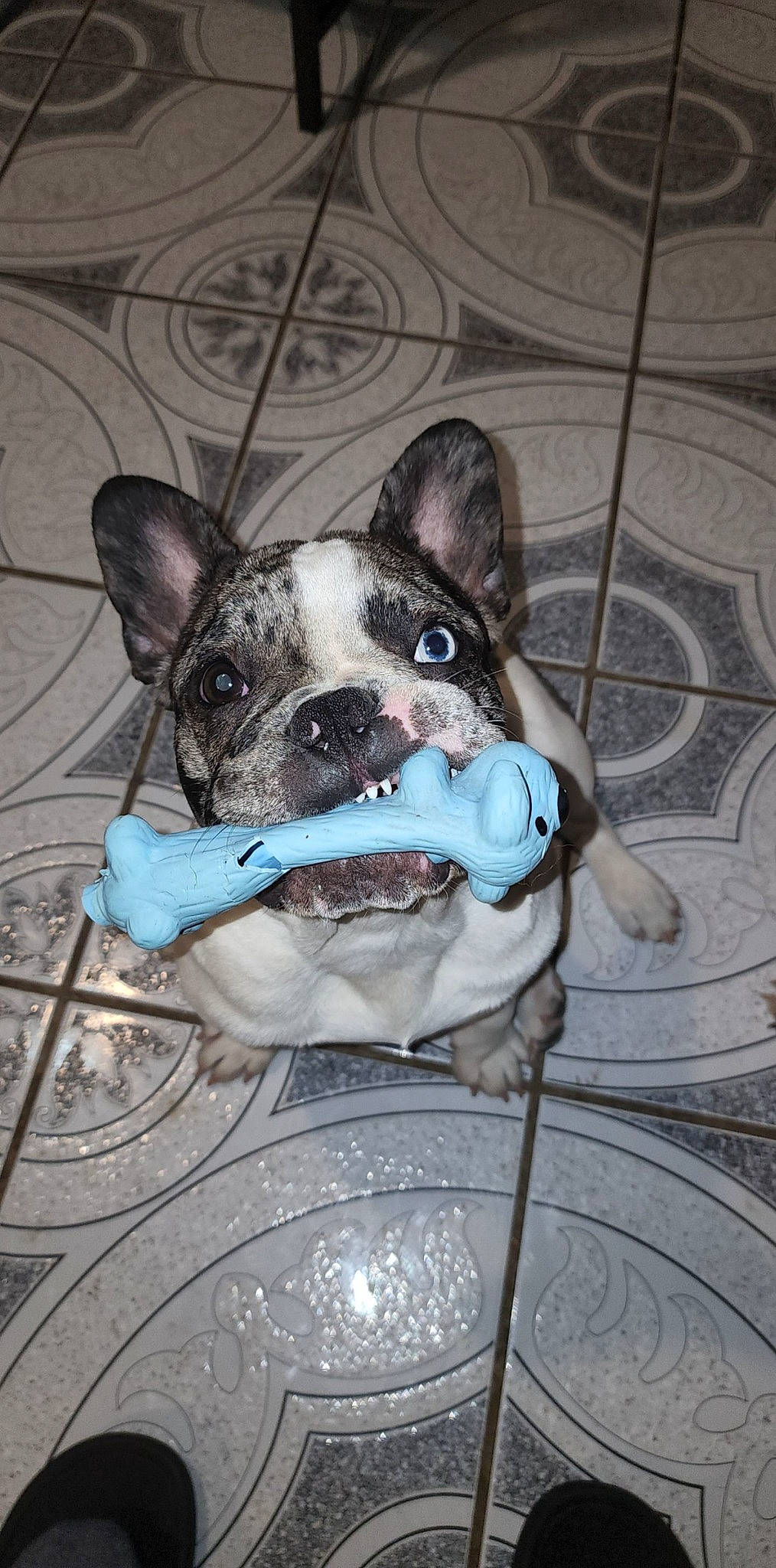 Felix is registered to the contest to win money with this photo: boston_terrier, bulldog, canidae, carnivore, collar, companion_dog, dog, dog_breed, dog_collar, ear, electric_blue, fawn, flooring, non_sporting_group, snout, sporting_group, terrestrial_animal, toy_dog, whiskers, working_animal