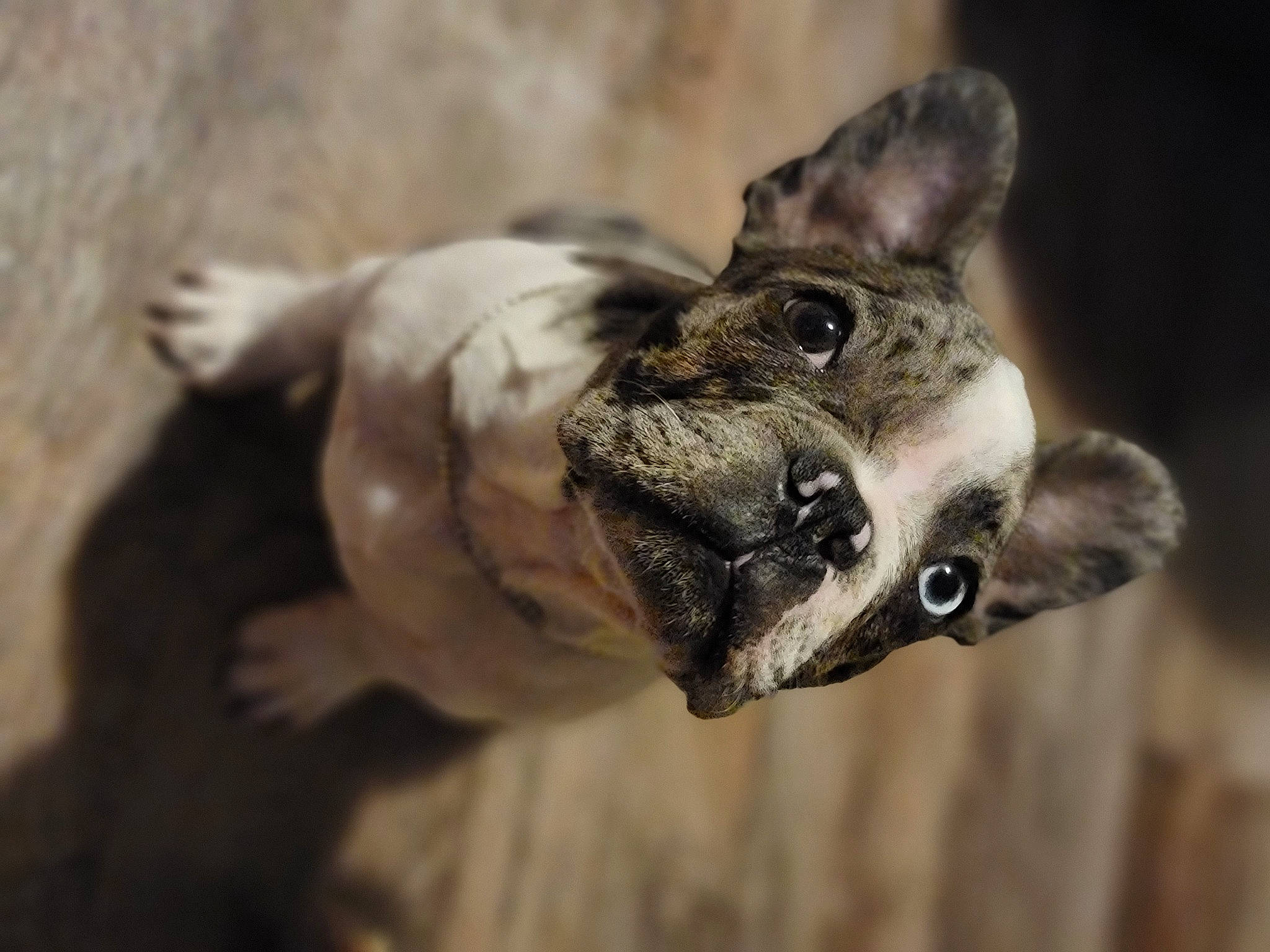 Felix joined the competition — help win amazing prizes! canidae, close_up, collar, dog_breed, ear, fawn, felidae, fur, macro_photography, mouse_eared_bat, paw, pest, rodent, sporting_group, tail, terrestrial_animal, whiskers, wildlife, working_animal, wrinkle