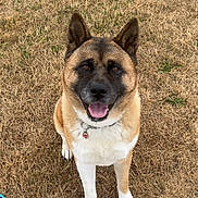 Angel joined the competition — help win amazing prizes! dog, smiling, sitting, outdoor, grass, collar, pet, brown, white, ears, happy, animal, canine, tag, fur, tongue, looking, face, nature, daytime