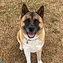 dog, smiling, sitting, outdoor, grass, collar, pet, brown, white, ears, happy, animal, canine, tag, fur, tongue, looking, face, nature, daytime