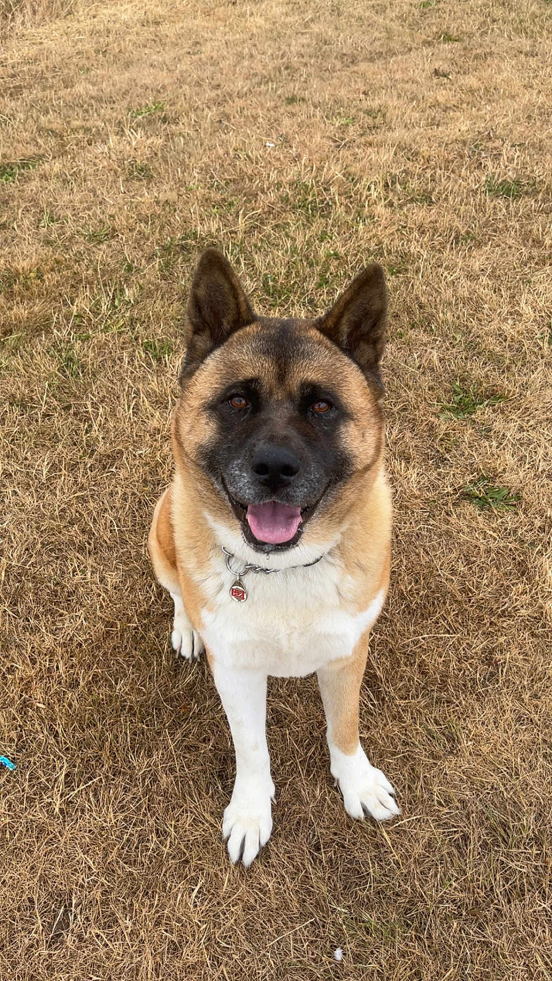 Angel joined the competition — help win amazing prizes! dog, smiling, sitting, outdoor, grass, collar, pet, brown, white, ears, happy, animal, canine, tag, fur, tongue, looking, face, nature, daytime