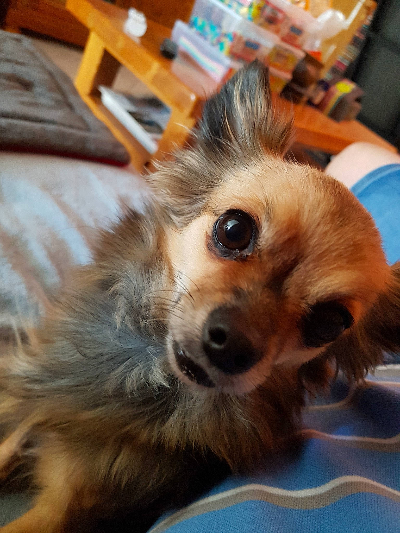 Isa a rejoint le concours — aidez-le/la à gagner de superbes lots ! australian_silky_terrier, australian_terrier, canidae, carnivore, companion_dog, dog, dog_breed, mammal, norwich_terrier, pomeranian, puppy, rare_breed_dog, skin, small_terrier, snout, terrier, vertebrate, whiskers, yorkipoo, yorkshire_terrier