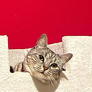 Silver participe au concours pour gagner de l'argent avec cette photo : animal, cat, closeup, curious, cute, ears, face, feline, indoor, looking, mischievous, peeking, pet, portrait, red_background, soft, tabby, texture, whiskers, white_surface