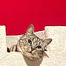 animal, cat, closeup, curious, cute, ears, face, feline, indoor, looking, mischievous, peeking, pet, portrait, red_background, soft, tabby, texture, whiskers, white_surface
