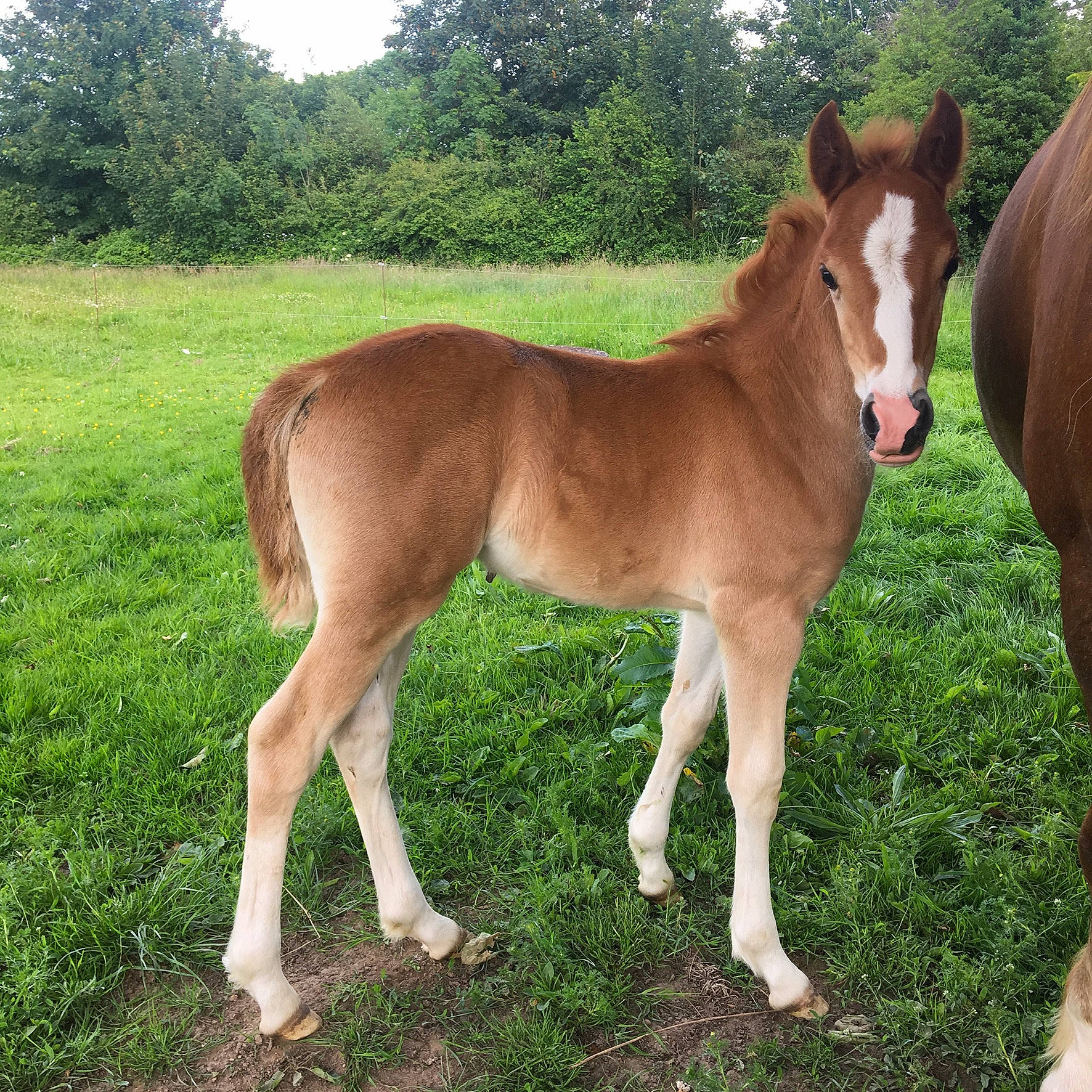 Joika De Loisel participe au concours pour gagner de l'argent avec cette photo : colt, farm, fawn, foal, grassland, horse, liver, livestock, mammal, mane, mare, mustang_horse, pack_animal, pasture, sorrel, terrestrial_animal, vertebrate, wildlife
