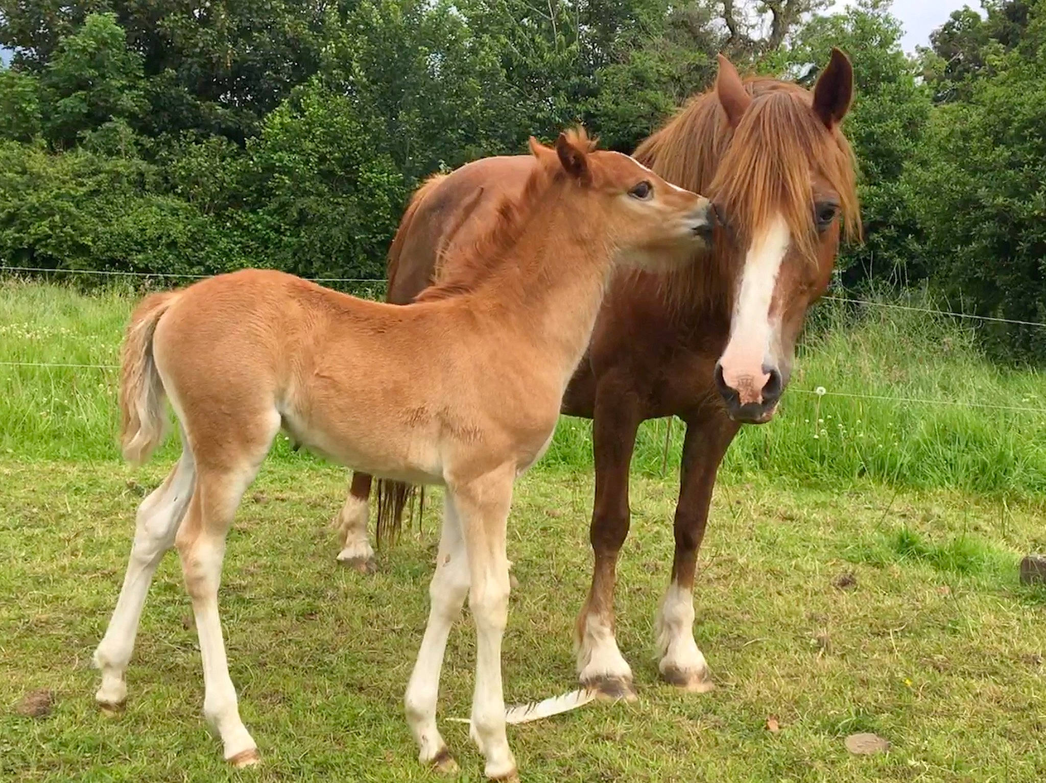 Joika De Loisel participe au concours pour gagner de l'argent avec cette photo : colt, fawn, foal, grassland, horse, liver, livestock, mammal, mane, mare, mustang_horse, pack_animal, pasture, pony, przewalskis_horse, sorrel, stallion, terrestrial_animal, vertebrate, wildlife