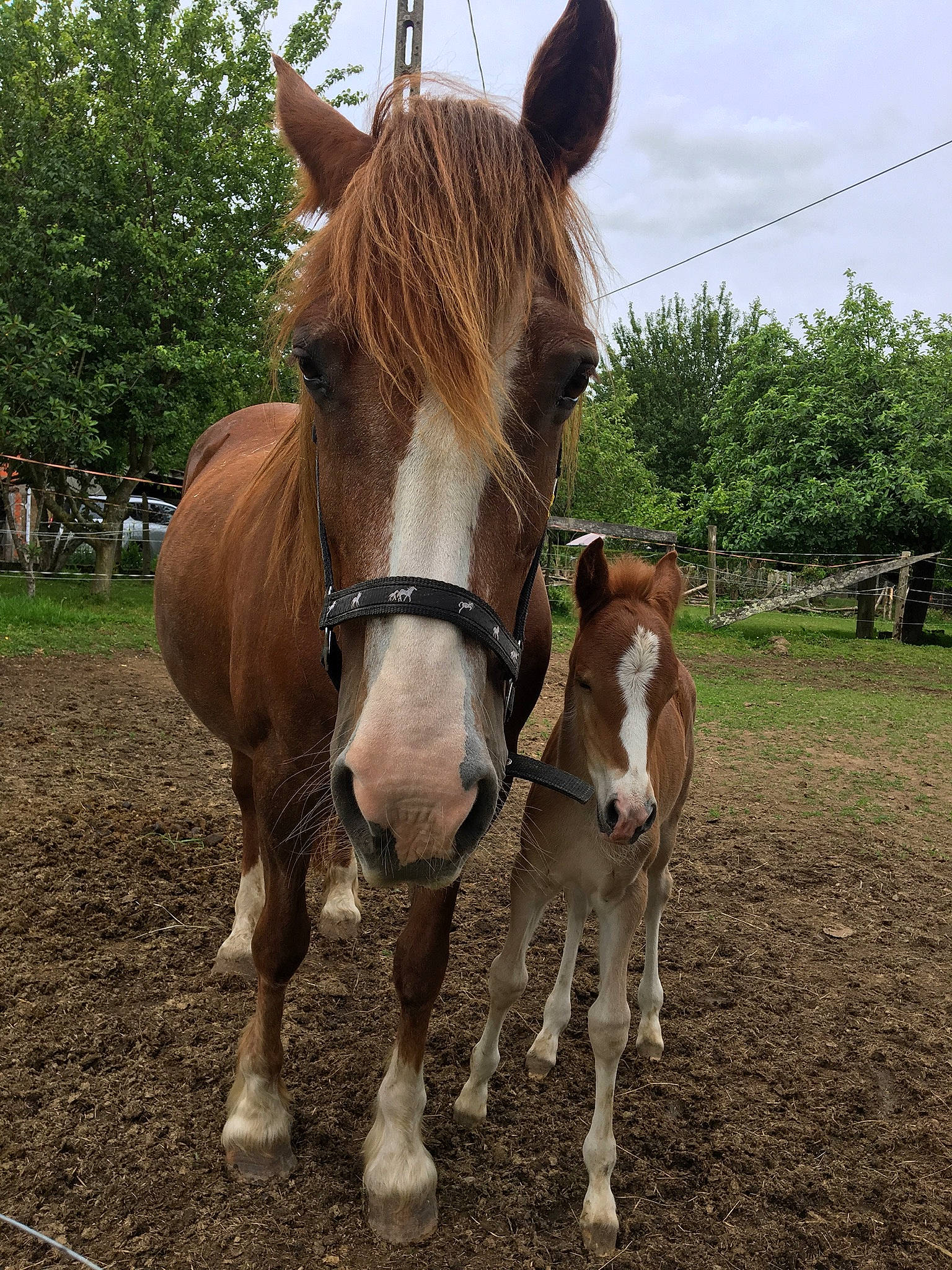 Joika De Loisel participe au concours pour gagner de l'argent avec cette photo : bridle, colt, foal, horse, liver, livestock, mammal, mane, mare, mustang_horse, pack_animal, pasture, snout, sorrel, stallion, vertebrate, wildlife