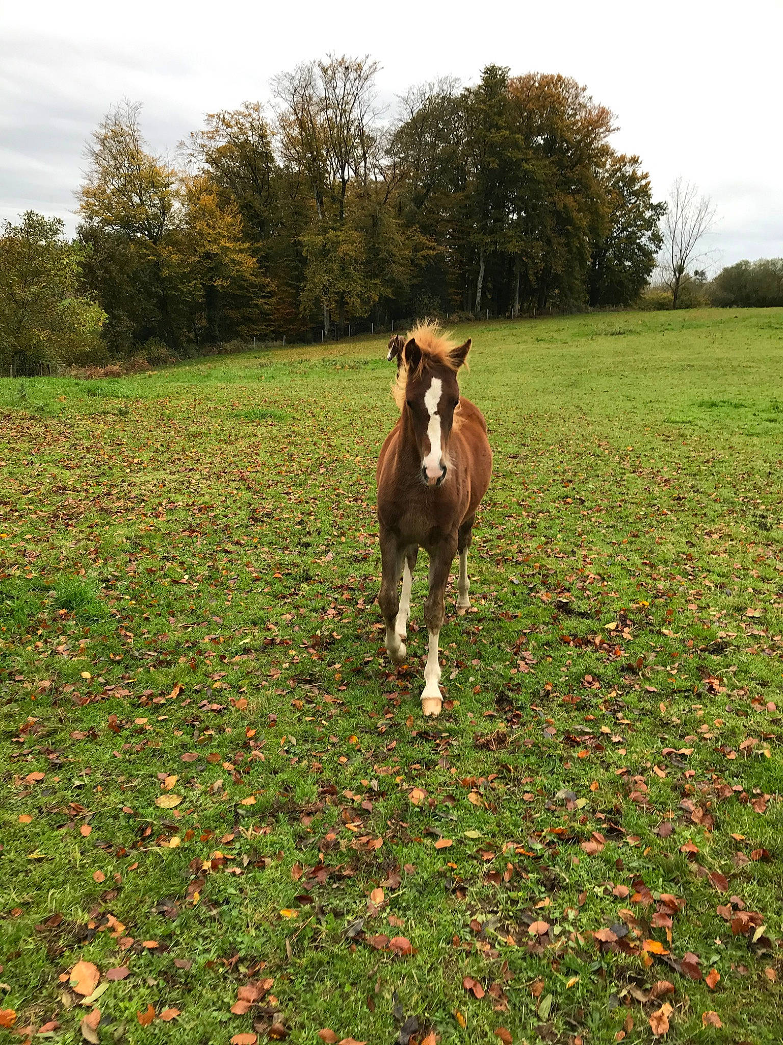 Joika De Loisel participe au concours pour gagner de l'argent avec cette photo : colt, farm, field, foal, grass, grassland, horse, liver, livestock, mammal, mane, mare, meadow, pasture, plant, pony, sorrel, stallion, vertebrate, wildlife