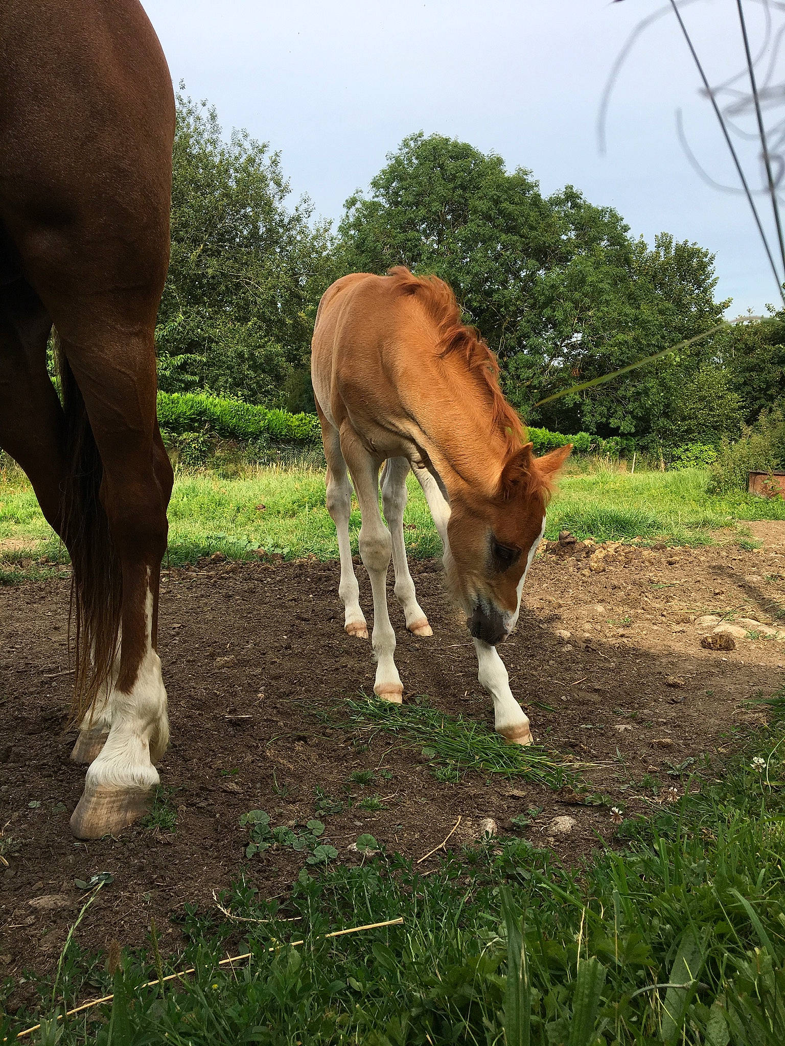 Joika De Loisel a rejoint le concours — aidez-le/la à gagner de superbes lots ! colt, foal, grass, grazing, horse, livestock, mammal, mane, mare, mustang_horse, pasture, plant, pony, rural_area, snout, sorrel, stallion, terrestrial_animal, vertebrate, wildlife