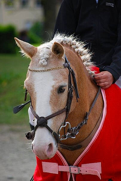 Kiwi De Loisel participe au concours pour gagner de l'argent avec cette photo : animal_sports, bit, bridle, halter, horse, horse_harness, horse_supplies, horse_tack, livestock, mammal, mane, mare, organism, pack_animal, pony, recreation, rein, snout, stallion, vertebrate