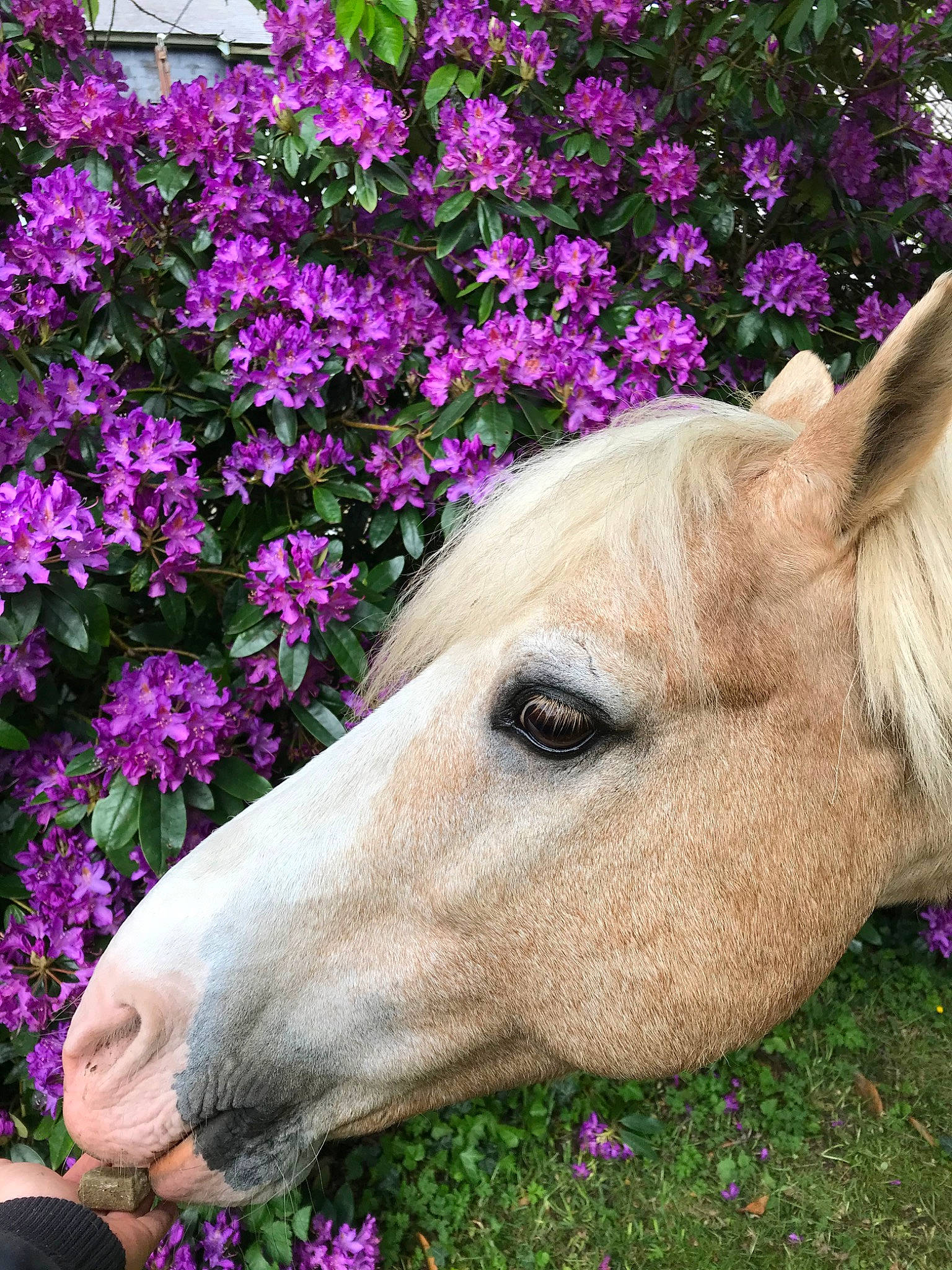 Kiwi De Loisel a rejoint le concours — aidez-le/la à gagner de superbes lots ! fawn, flower, flowering_plant, horse, livestock, mare, plant, purple, snout, spring, violet, violet_family, wildflower