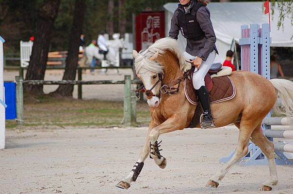 Kiwi De Loisel participe au concours pour gagner de l'argent avec cette photo : animal_sports, bridle, dressage, english_riding, equestrian, equestrianism, eventing, halter, horse, horse_supplies, horse_tack, jumping, mammal, outdoor_recreation, recreation, rein, saddle, show_jumping, stallion, vertebrate