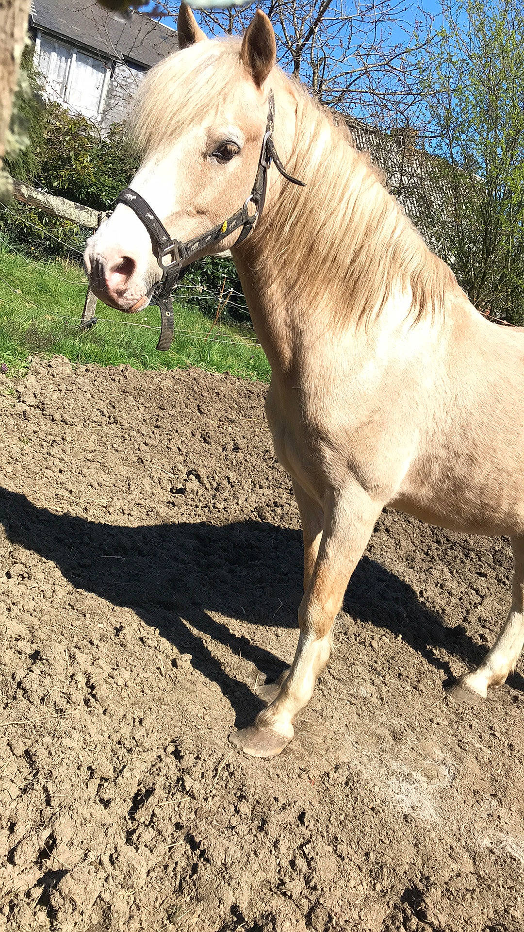 Kiwi De Loisel participe au concours pour gagner de l'argent avec cette photo : bridle, colt, horse, horse_supplies, horse_tack, liver, livestock, mammal, mane, mare, mustang_horse, pack_animal, pony, shetland_pony, snout, sorrel, stallion, vertebrate, working_animal
