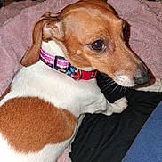 Kelsee is registered to the contest to win money with this photo: dog, pet, collar, brown_and_white, blanket, indoor, close_up, fur, canine, comfortable, resting, looking_back, domestic_animal, soft_texture, pink, black, animal, cute, companion, relaxed