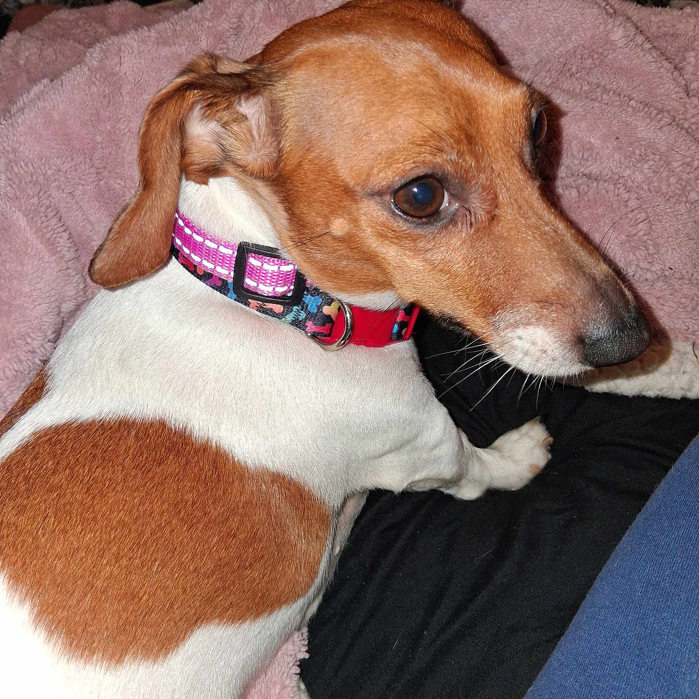 Kelsee is registered to the contest to win money with this photo: animal, black, blanket, brown_and_white, canine, close_up, collar, comfortable, companion, cute, dog, domestic_animal, fur, indoor, looking_back, pet, pink, relaxed, resting, soft_texture