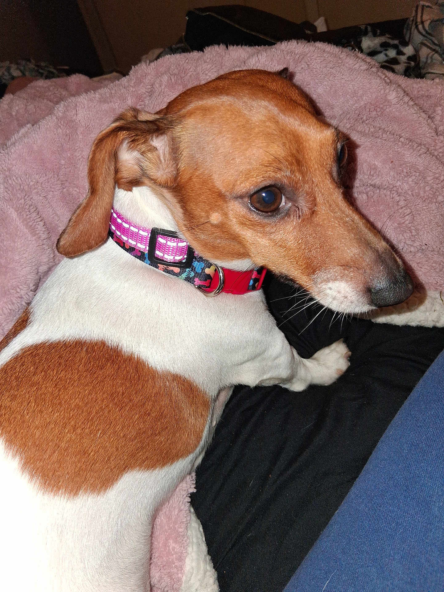 Kelsee is registered to the contest to win money with this photo: dog, pet, collar, brown_and_white, blanket, indoor, close_up, fur, canine, comfortable, resting, looking_back, domestic_animal, soft_texture, pink, black, animal, cute, companion, relaxed