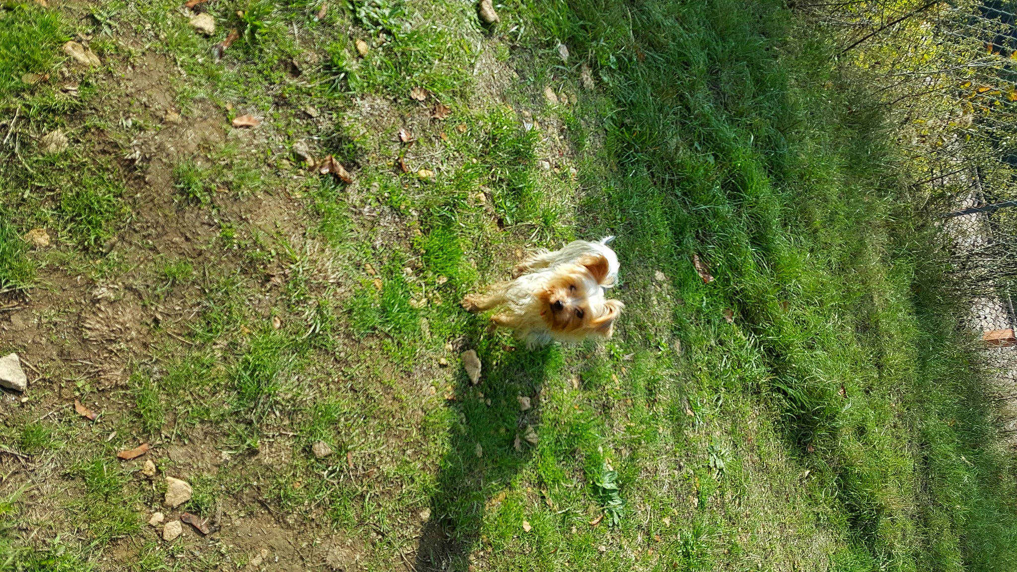 Rudy participe au concours pour gagner de l'argent avec cette photo : canidae, carnivore, companion_dog, dog, dog_breed, fawn, grass, grass_family, grassland, groundcover, lawn, pasture, plant, shrub, soil, sporting_group, tail, terrestrial_animal, toy_dog, wildlife