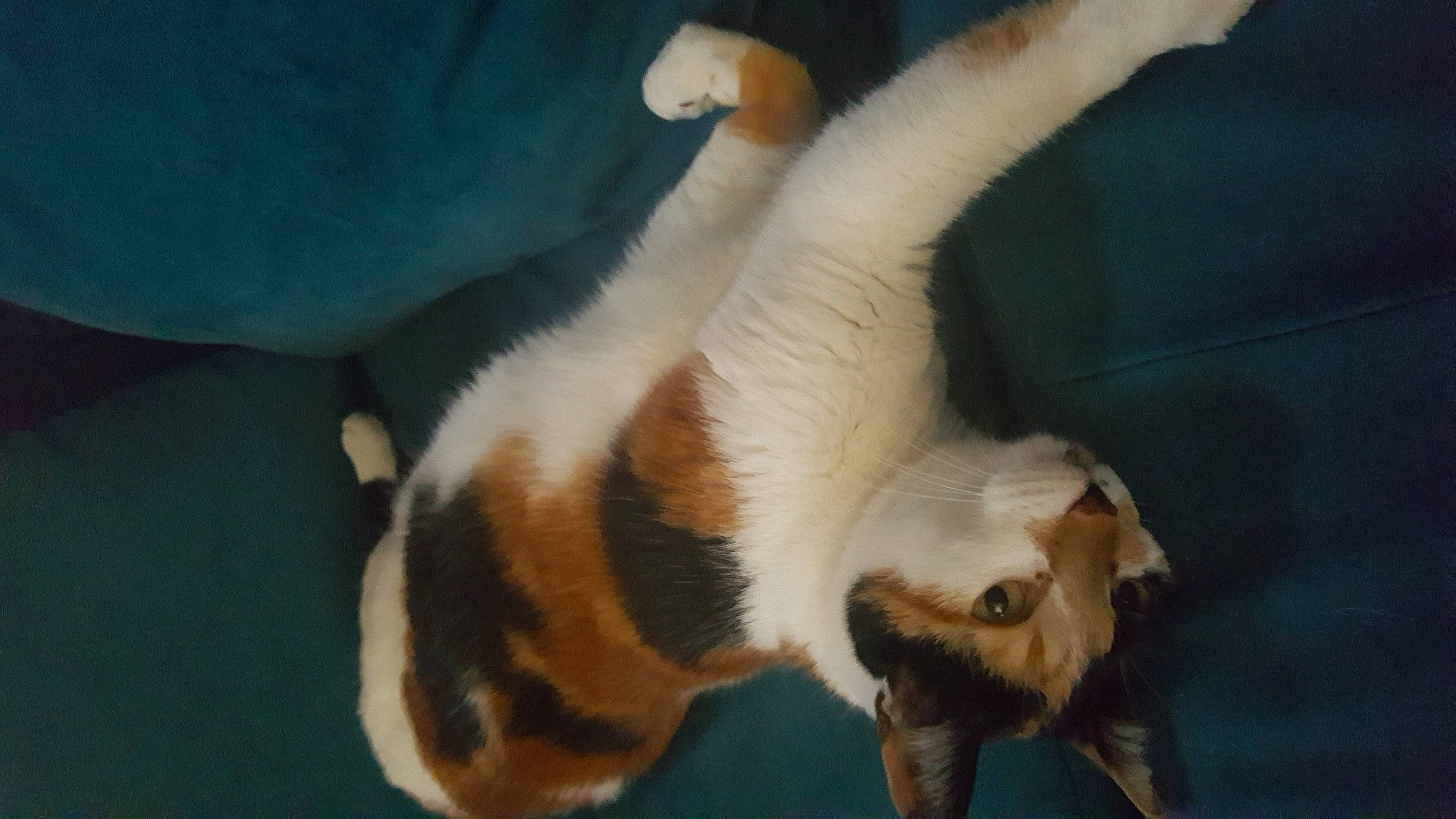 Kitty a rejoint le concours — aidez-le/la à gagner de superbes lots ! balinese, canidae, carnivore, cat, claw, comfort, dog_breed, fang, fawn, felidae, fur, linens, paw, small_to_medium_sized_cats, snout, sporting_group, tail, terrestrial_animal, whiskers, wildlife