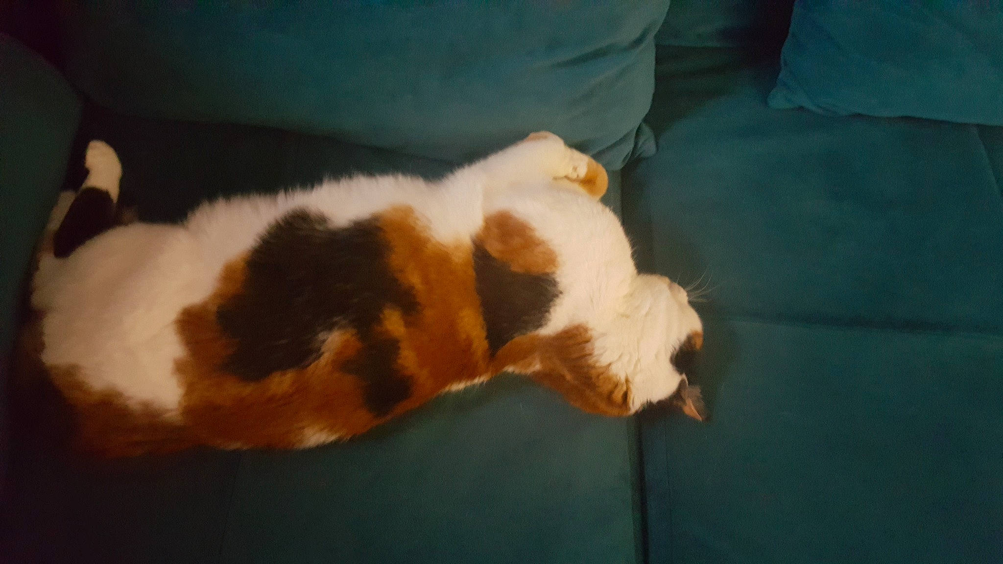 Kitty a rejoint le concours — aidez-le/la à gagner de superbes lots ! canidae, carnivore, claw, comfort, companion_dog, couch, dog_breed, eye, fawn, felidae, fur, paw, puppy, room, small_to_medium_sized_cats, snout, sporting_group, tail, terrestrial_animal, whiskers