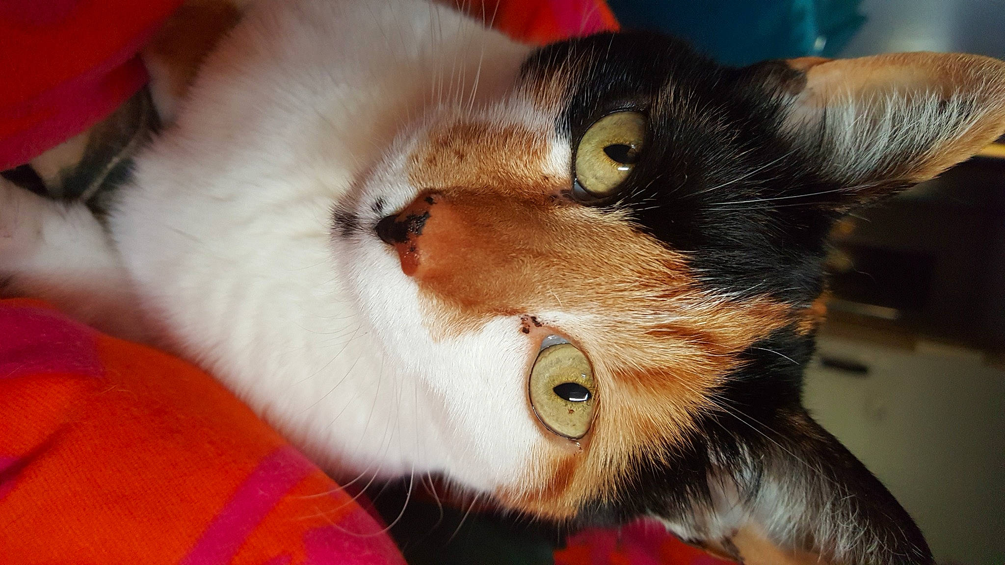 Kitty participe au concours pour gagner de l'argent avec cette photo : carnivore, cat, comfort, domestic_short_haired_cat, ear, felidae, fur, paw, small_to_medium_sized_cats, snout, tail, whiskers, window