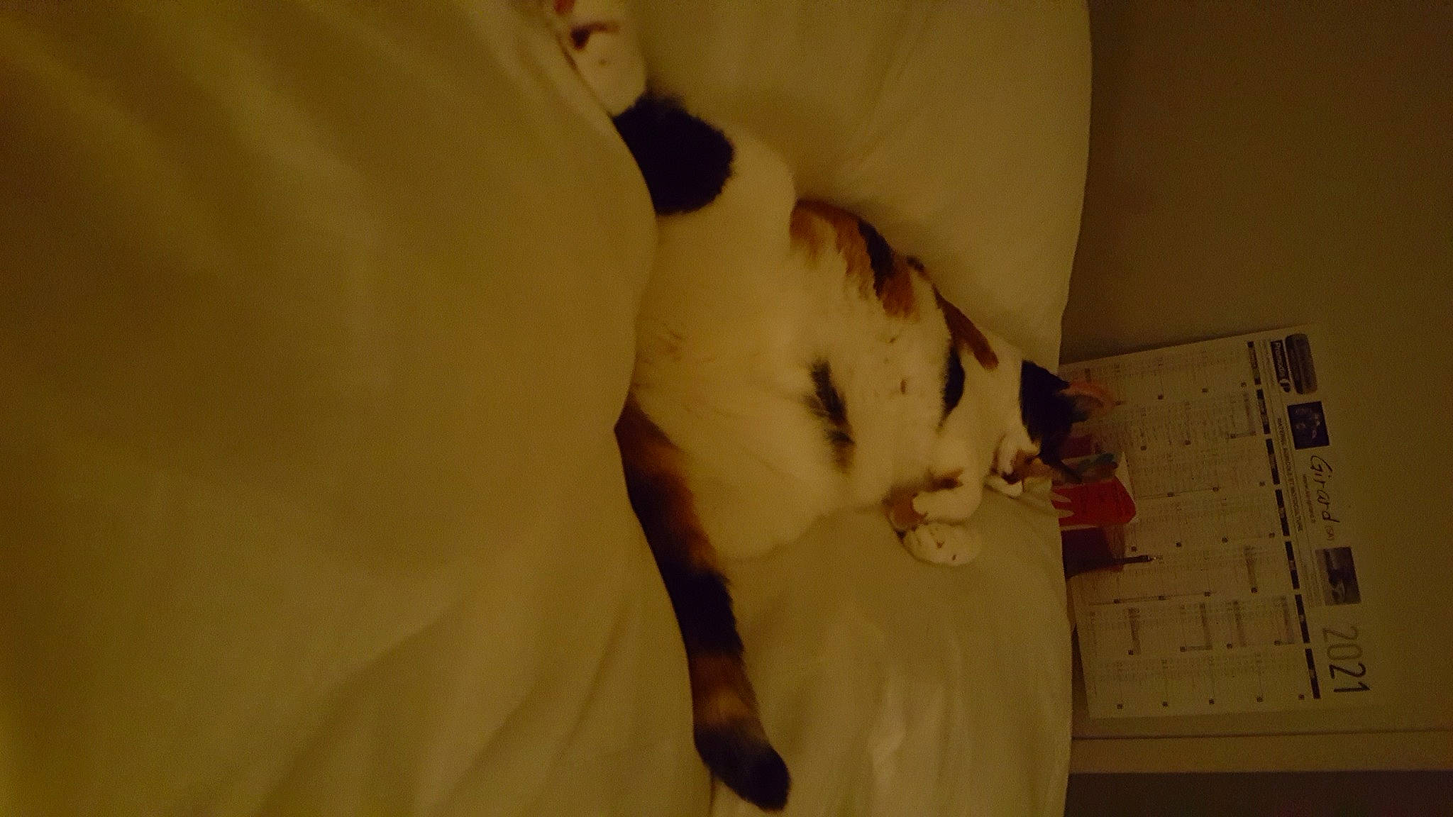 Kitty a rejoint le concours — aidez-le/la à gagner de superbes lots ! abdomen, bed, carnivore, cat, comfort, computer_keyboard, domestic_short_haired_cat, ear, fawn, felidae, fur, head, home_appliance, room, small_to_medium_sized_cats, snout, tail, trunk, wall_plate, whiskers