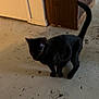 Wednesday is registered to the contest to win money with this photo: black_cat, cat, indoor, floor, concrete, wooden_shelf, door, pet, animal, curious, tail, feline, standing, room, home, domestic, shadow, low_light, blur, texture