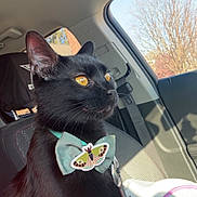 Wednesday joined the competition — help win amazing prizes! cat, black_cat, bow_tie, pet, car_interior, seat, sunlight, window, moth_sticker, leash, collar, animal, feline, domestic_cat, seatbelt, daylight, looking_away, closeup, indoor, cute