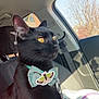 cat, black_cat, bow_tie, pet, car_interior, seat, sunlight, window, moth_sticker, leash, collar, animal, feline, domestic_cat, seatbelt, daylight, looking_away, closeup, indoor, cute