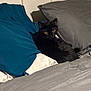 Wednesday is registered to the contest to win money with this photo: cat, black_cat, pillow, bed, bedding, gray, blue, indoor, pet, feline, resting, cozy, fur, animal, cute, relaxing, home, comfort, looking, eyes