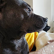 Tweetie participe au concours pour gagner de l'argent avec cette photo : animal, blanket, brown, close_up, cozy, decor, dog, ear, fur, home_interior, indoor, looking_away, nostril, pet, pipe, relaxed, side_profile, snout, soft_texture, yellow_blanket