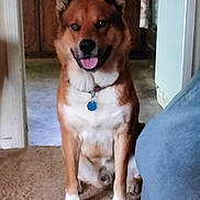 Smokey is registered to the contest to win money with this photo: animal, brown_fur, cabinet, carpet, collar, dog, ears_up, floor, glassware, home, indoor, kitchen, pet, sink, sitting, smiling, tag, tongue_out, white_fur, window