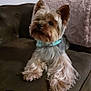 animal, brown, collar, companion, couch, cute, dog, domestic, fluffy, friendly, fur, household, indoor, mammal, pet, pink_blanket, portrait, relaxed, small_dog, yorkshire_terrier