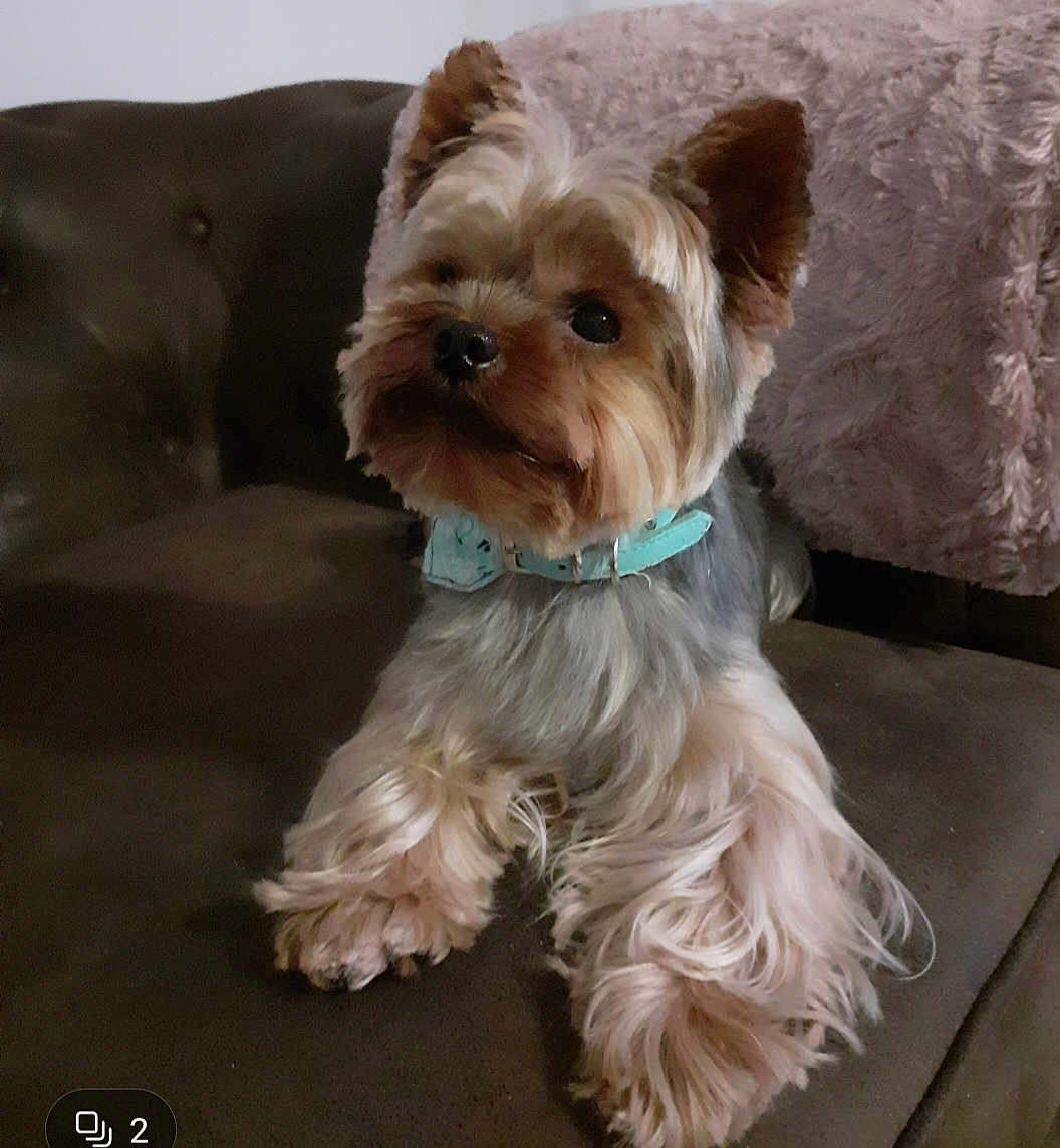 Noa a rejoint le concours — aidez-le/la à gagner de superbes lots ! animal, brown, collar, companion, couch, cute, dog, domestic, fluffy, friendly, fur, household, indoor, mammal, pet, pink_blanket, portrait, relaxed, small_dog, yorkshire_terrier