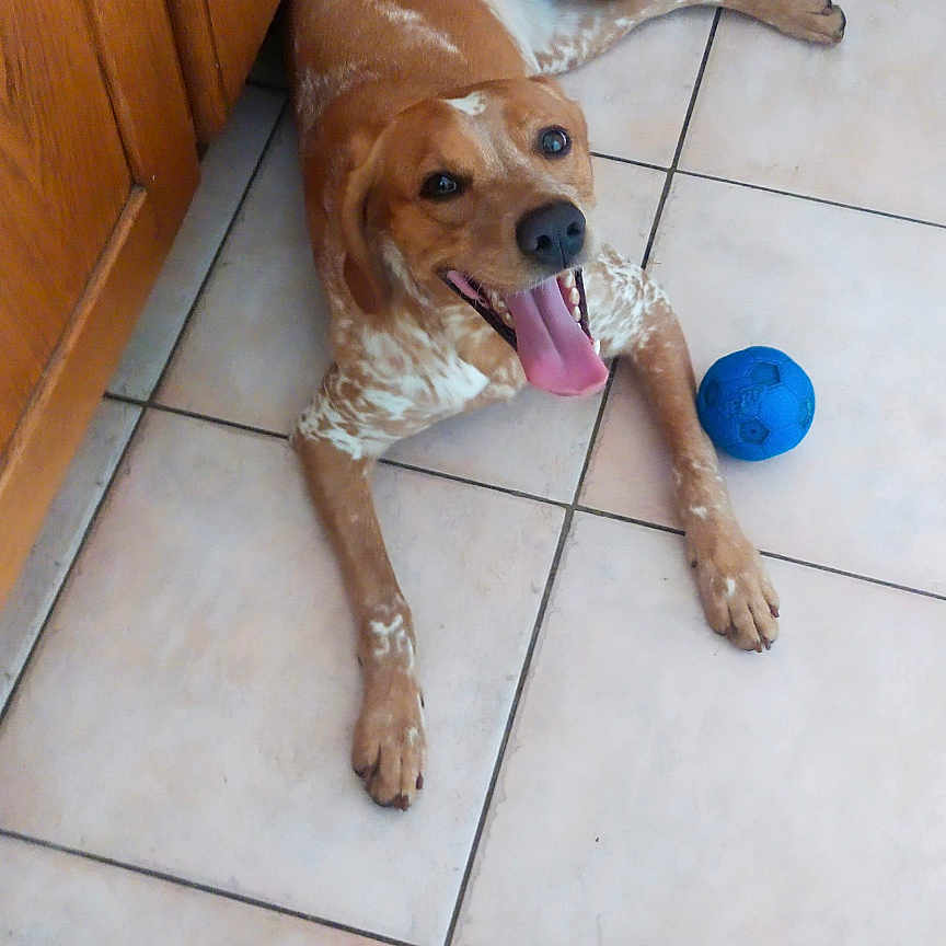Lola participe au concours pour gagner de l'argent avec cette photo : dog, brown, white, spotted, tongue_out, happy, tile_floor, blue_ball, indoor, kitchen, wooden_cabinet, pet, playful, lying_down, canine, animal, floor_tiles, domestic, resting, looking_up