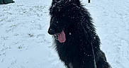 Volt participe au concours pour gagner de l'argent avec cette photo : black_dog, canine, car, cold, daytime, dog, ears_up, grass_under_snow, leash, outdoor, park, person, sidewalk, sitting, snow, snowfall, tongue_out, trees, urban, winter