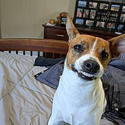Jackson joined the competition — help win amazing prizes! dog, bed, indoor, wooden_headboard, blanket, dresser, photoframe, smiling_dog, pet, canine, white_fur, brown_fur, ears_up, cute, animal, bedroom, cozy, furniture, happy, portrait